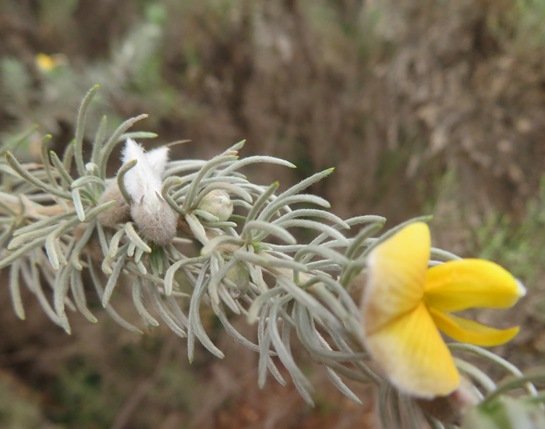 Aspalathus setacea white fluff